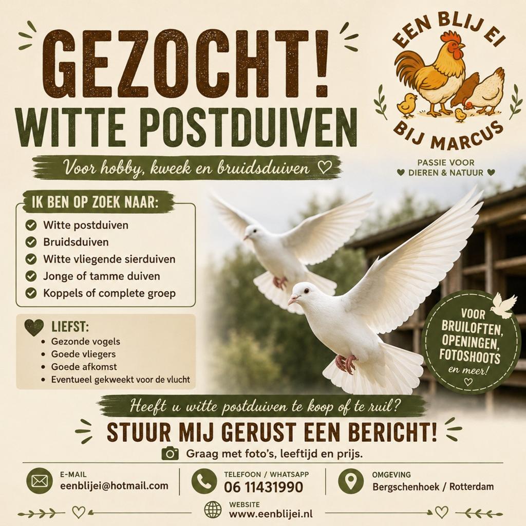 GEZOCHT: WITTE POSTDUIVEN ️, Dieren en Toebehoren, Vogels | Duiven, Meerdere dieren, Postduif