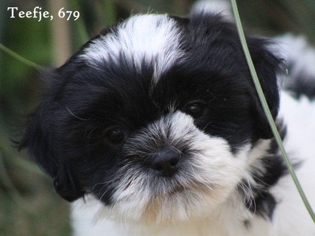 Boomer pups, Nederland, Parvo, Overige rassen, 8 tot 15 weken