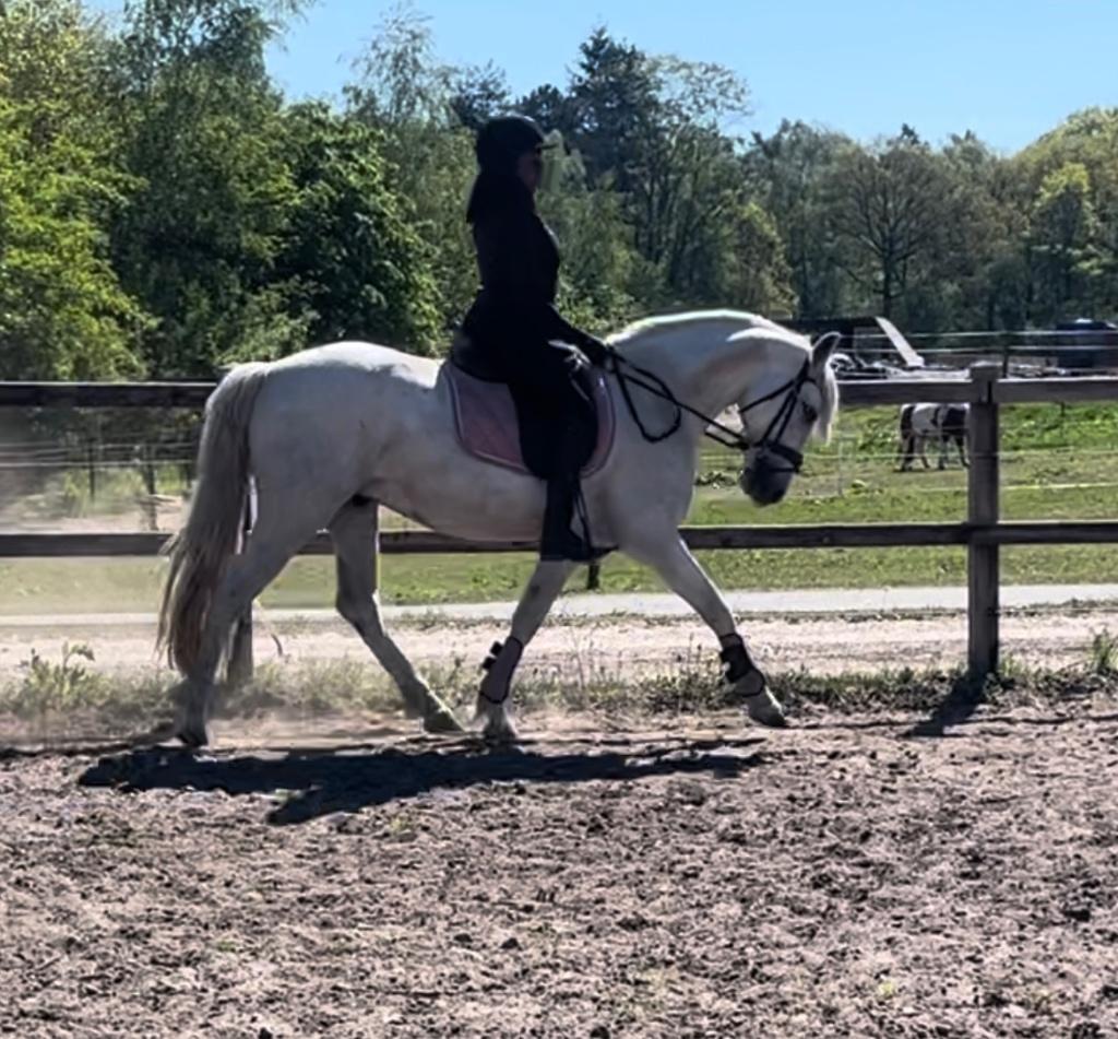 Aansprekende ruin met prachtige hals en mooie barokkebouw., Met stamboom, Ruin, Dressuurpony, 3 tot 6 jaar
