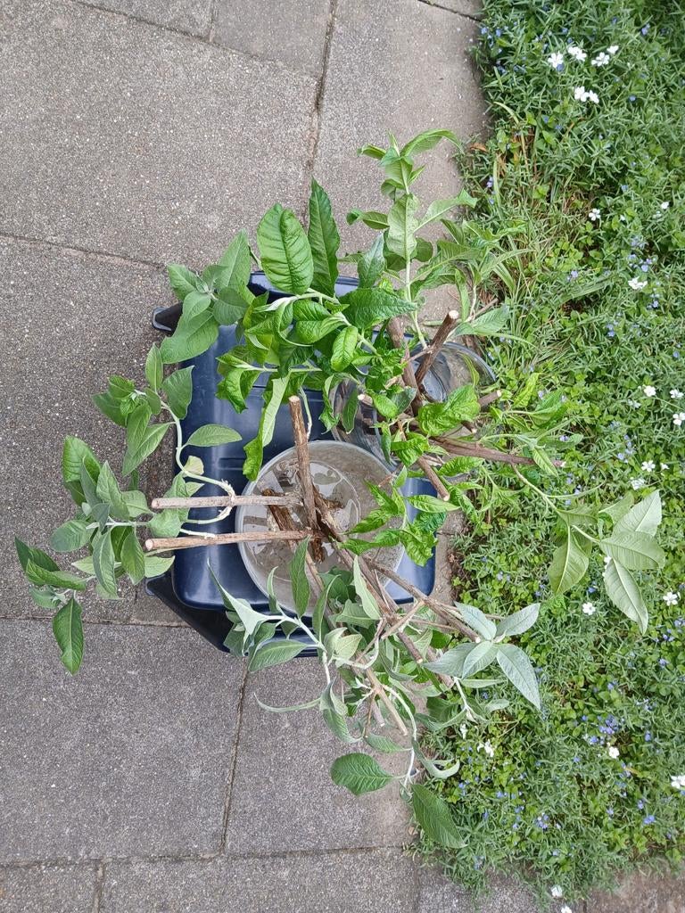 Vlinderstruik stek 2 euro te koop, paars, Ophalen of Verzenden, Overige soorten, Volle zon