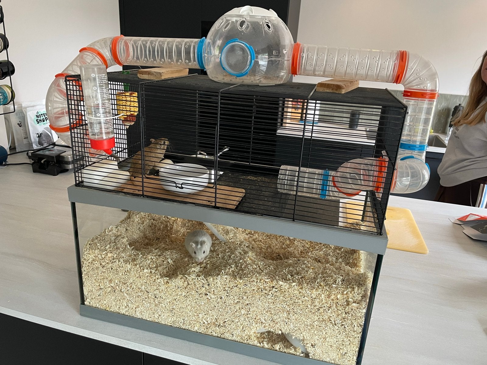 Twee Gerbils met hok en toebehoren., Mannelijk, Mei, Overige typen, Tam