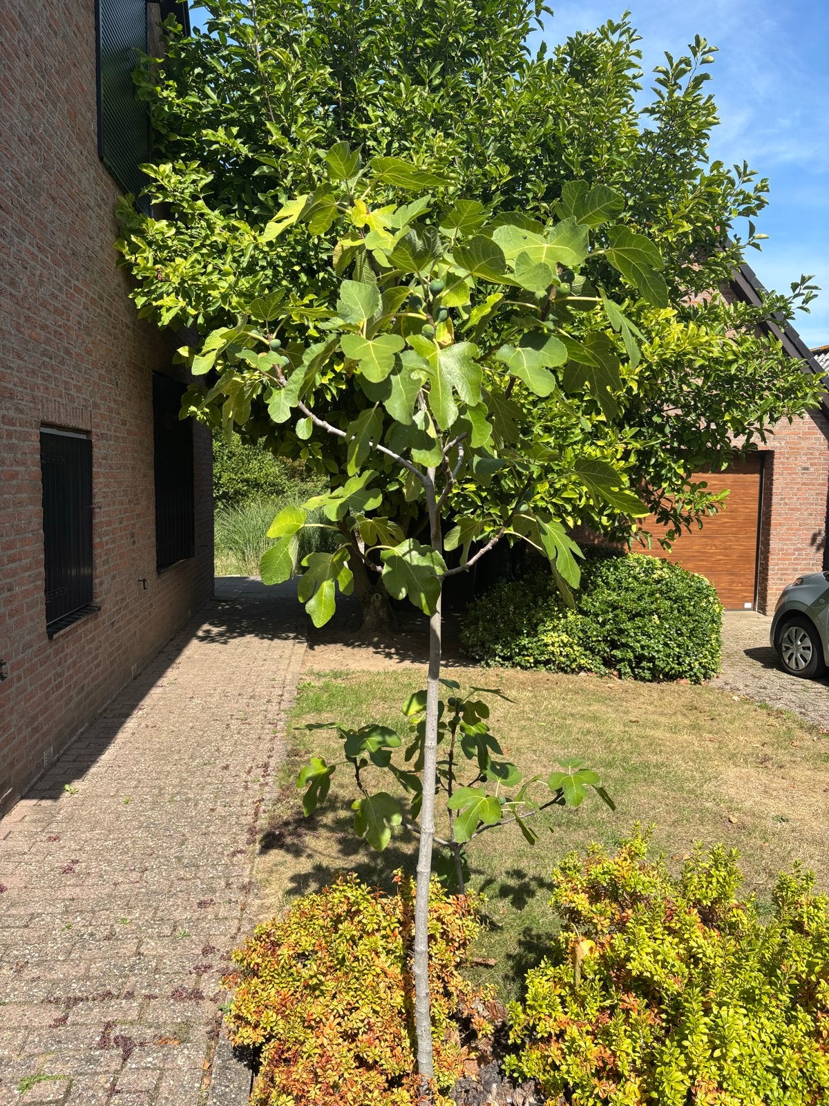 Vijgenboom Chicago Hardy winterhard ongeveer 2,5 meter hoog, Overige soorten, 250 tot 400 cm, Zomer, Ophalen