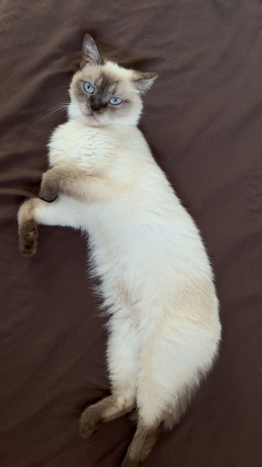 Britse korthaar te koop, Dieren en Toebehoren, Katten en Kittens | Raskatten | Korthaar, Poes