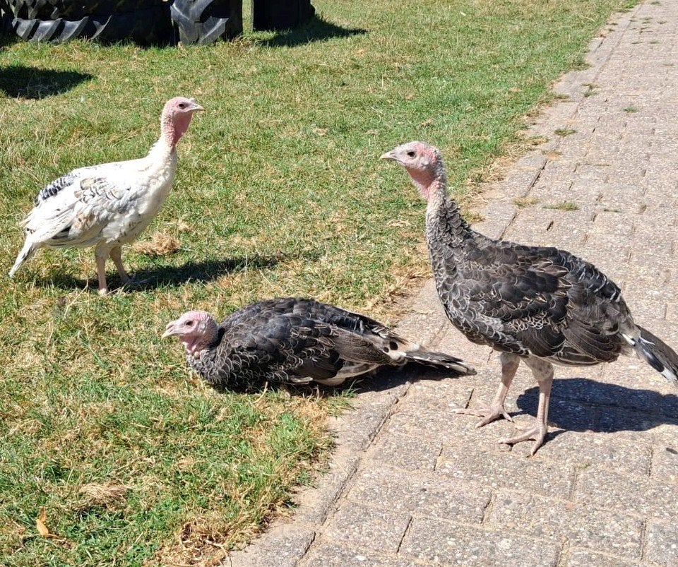 kalkoenen, Dieren en Toebehoren, Pluimvee, Meerdere dieren, Kalkoen