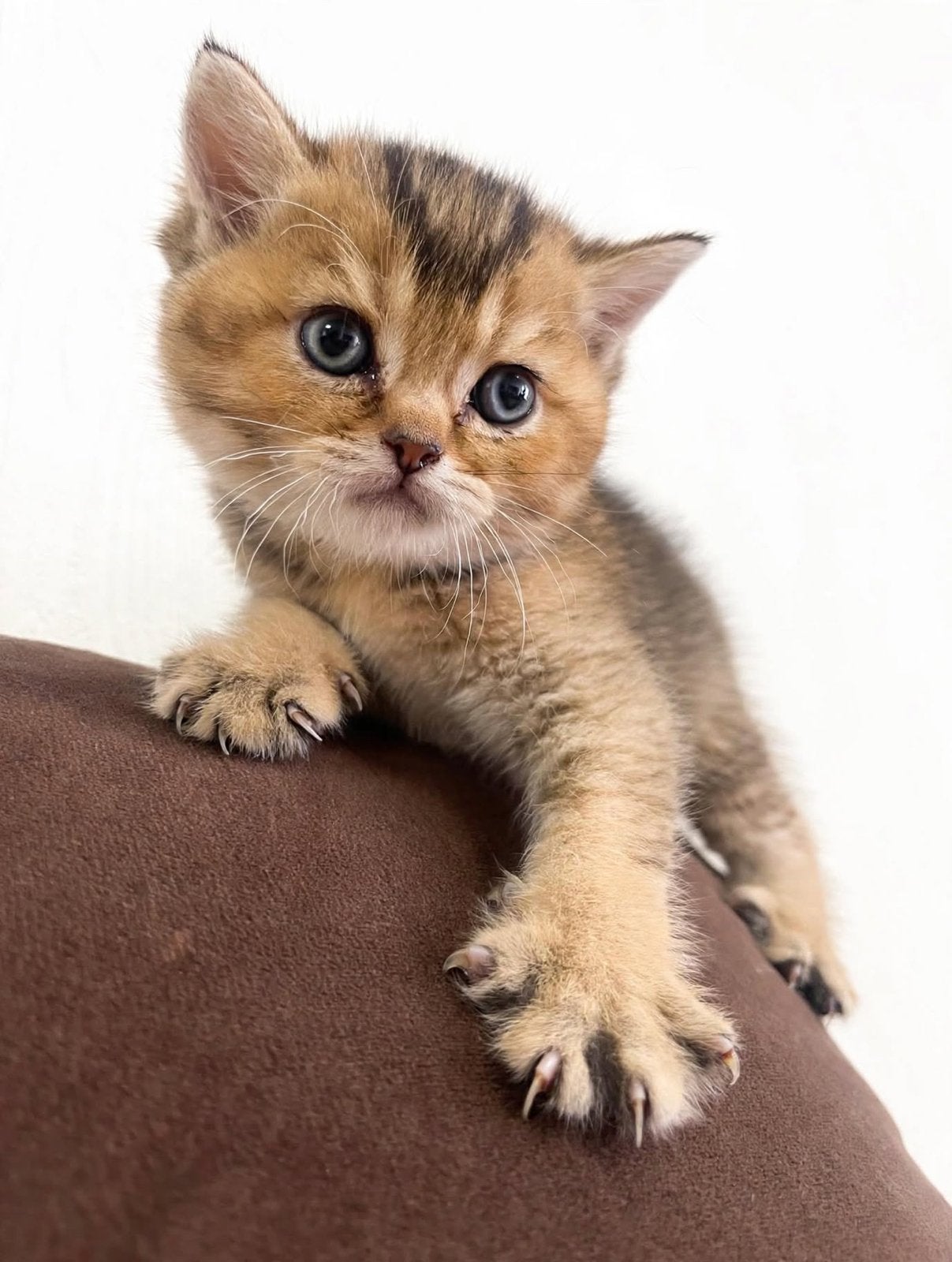 3 British Shorthair kittens -Golden -BRI ny 12 Golden Shaded, Dieren en Toebehoren, Meerdere dieren, Ontwormd
