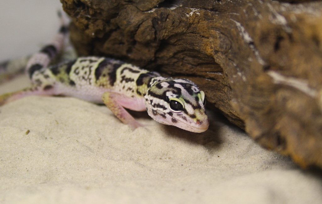 Iraanse luipaardgekko's!, Dieren en Toebehoren, Hagedis, 0 tot 2 jaar