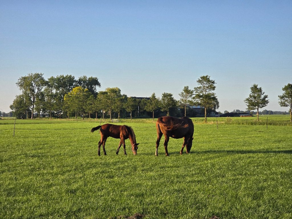 KWPN hengst veulen, Springpaard, Minder dan 160 cm, Met stamboom, Niet van toepassing
