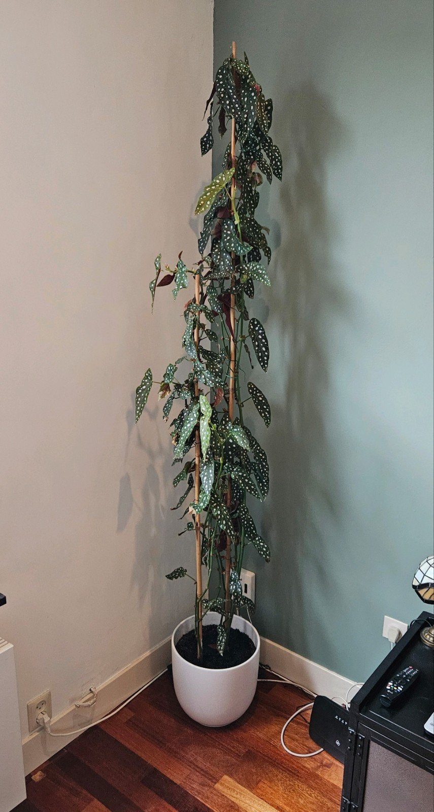 Kamerplant Grote Begonia Maculata (Stippenplant) - 200+ cm!, Ophalen, 200 cm of meer, Overige soorten, Halfschaduw