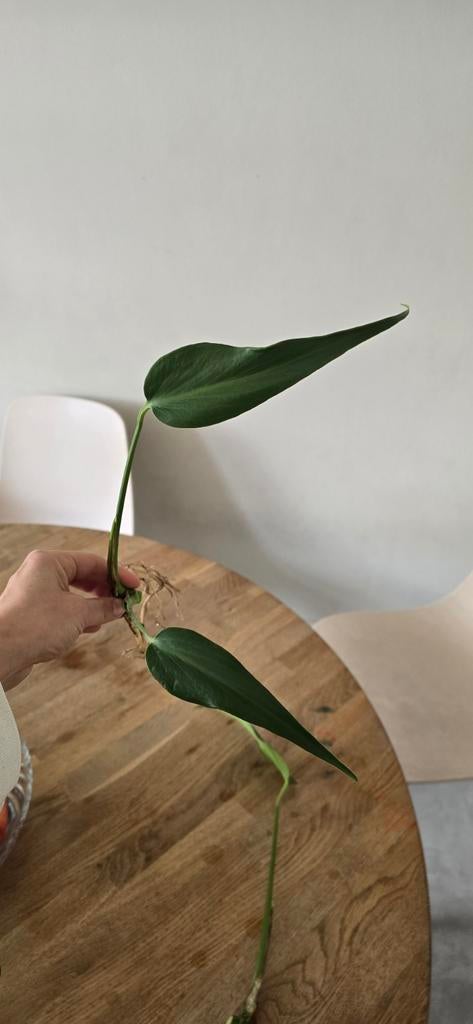 Monstera Burle Marx Flame - Gewortelde stek, Tuin en Terras, Planten | Tuinplanten, Vaste plant, Overige soorten, Halfschaduw