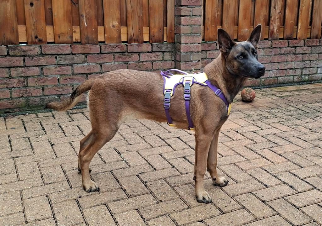 Mechelaar teef 7 maanden blauw masker, 15 weken tot 1 jaar, Teef, Eén hond, Herder