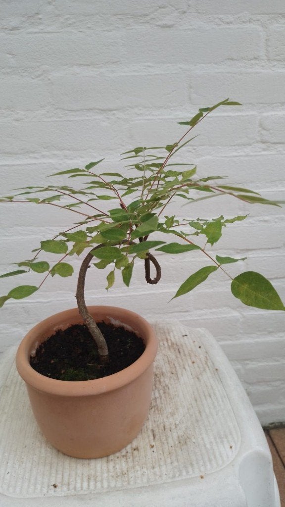 Bonsai Blauwe Regen, Ophalen of Verzenden, Lente, Vaste plant, Halfschaduw