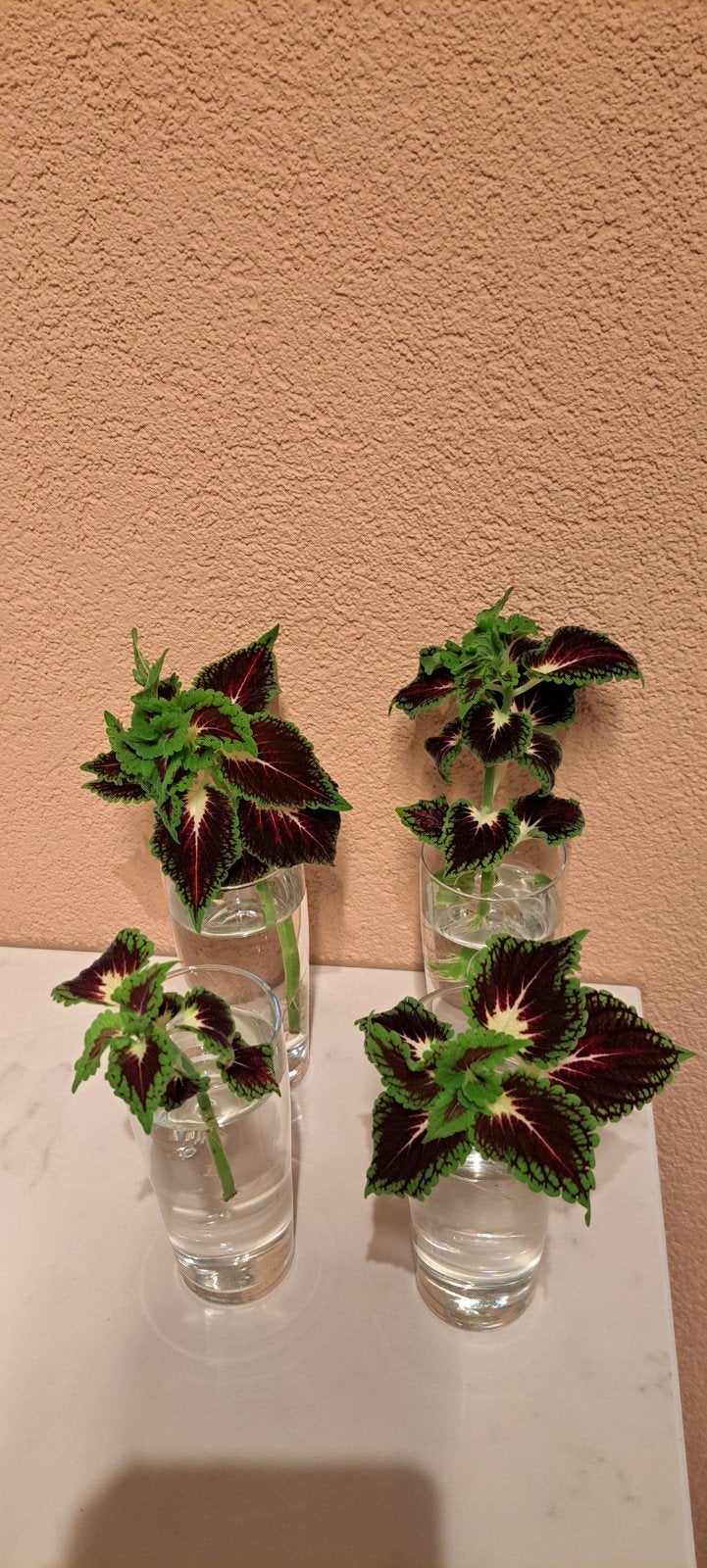Coleus (siernetel) stekken met paars, roze en vanille, Cactus, Minder dan 100 cm, Bloeiende kamerplant, Halfschaduw