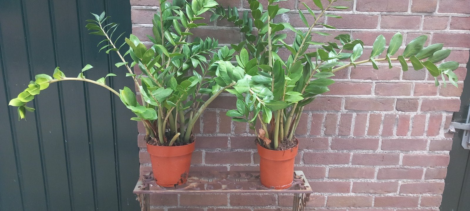 2 Zamioculcas planten in pot, Huis en Inrichting, Ophalen, Overige soorten, Halfschaduw, In pot