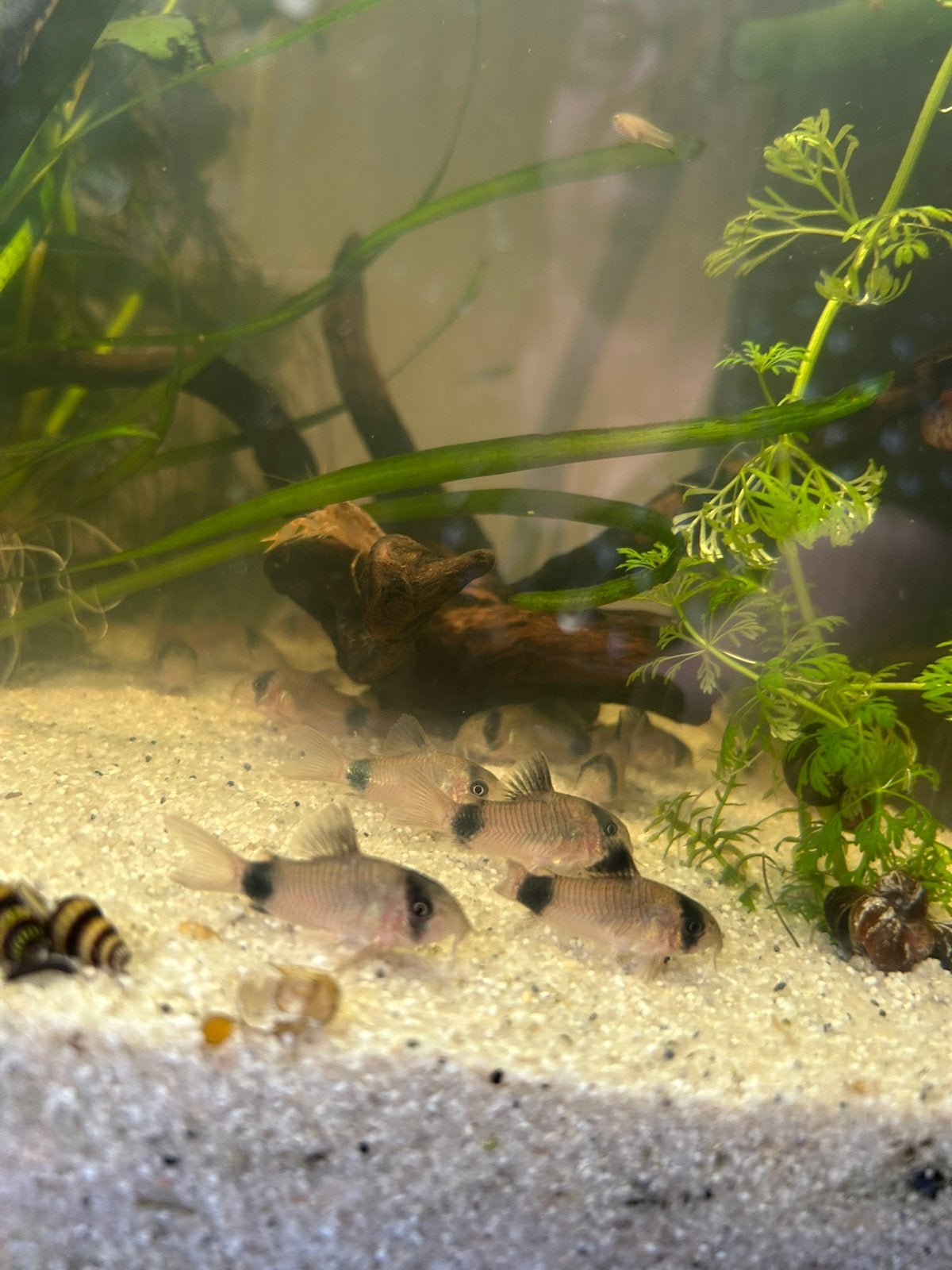 Corydora Panda, Vis