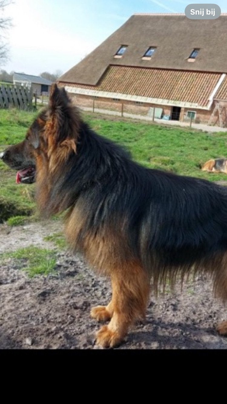 Prachtige langharige Duitse herder puppy’s met rechte rug., Dieren en Toebehoren, Honden | Herdershonden en Veedrijvers, 8 tot 15 weken