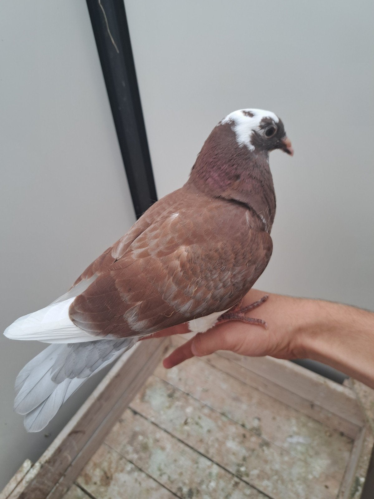 Te koop jonge kropper, Dieren en Toebehoren, Vogels | Duiven, Geslacht onbekend, Kropper