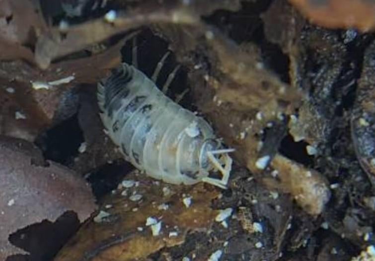 Isopod Porcellio laevis "Dairy Cow, Dieren en Toebehoren, Insecten en Spinnen, Overige soorten