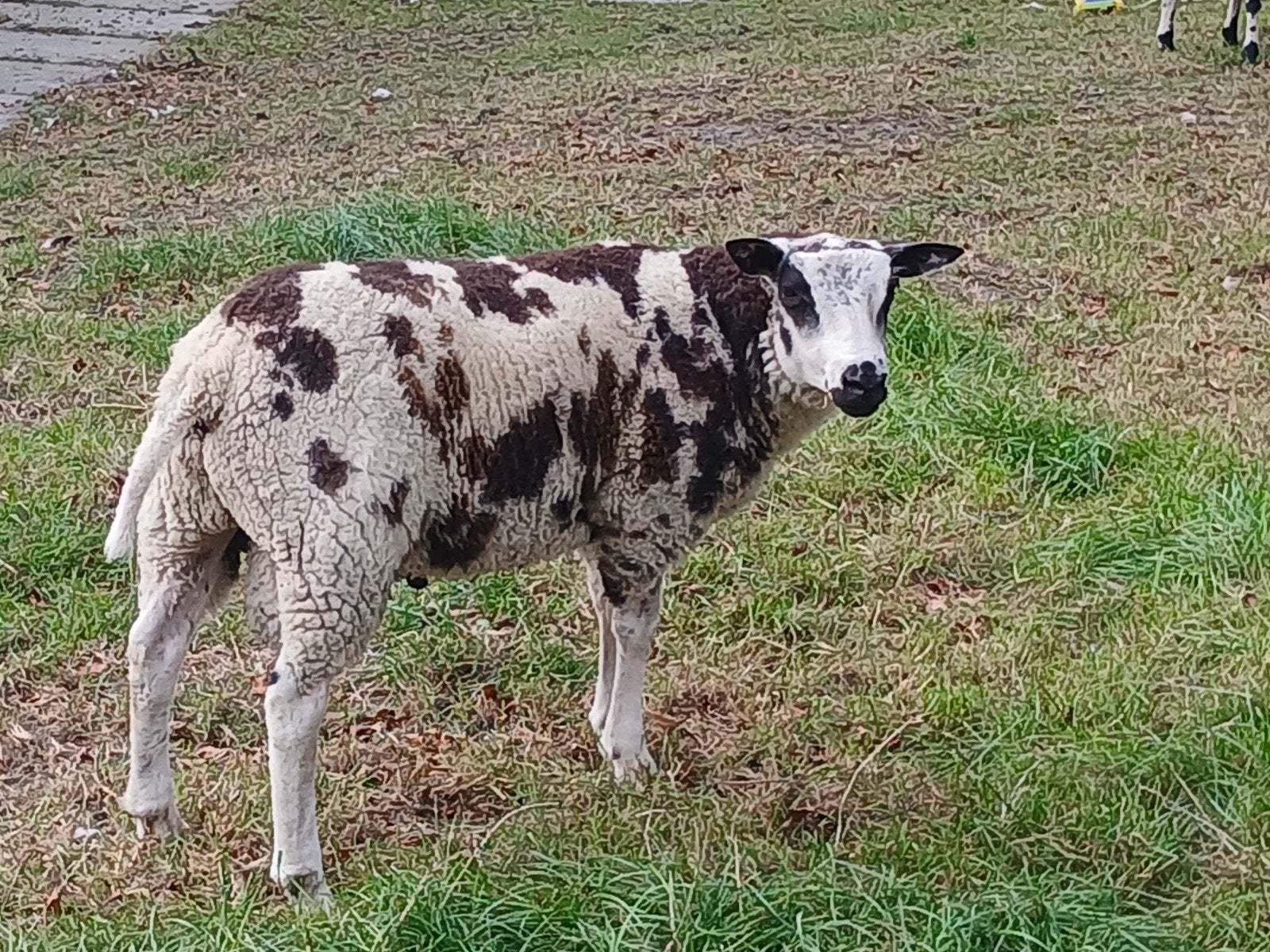 Bonte ram, Dieren en Toebehoren, Mannelijk, Schaap, 0 tot 2 jaar