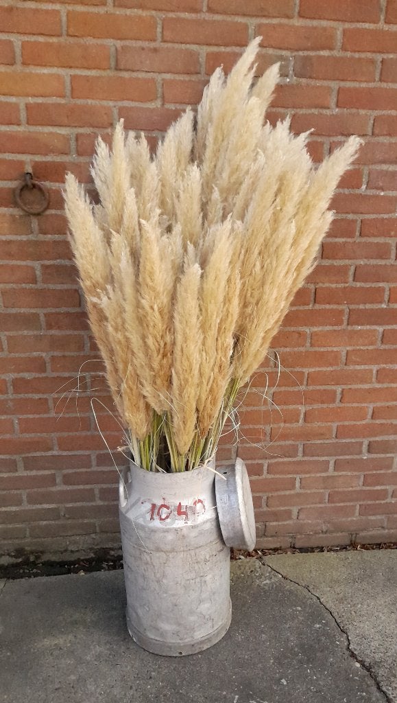Pampas pluimen € 0,50 voor decoratie., Ophalen, Nieuw