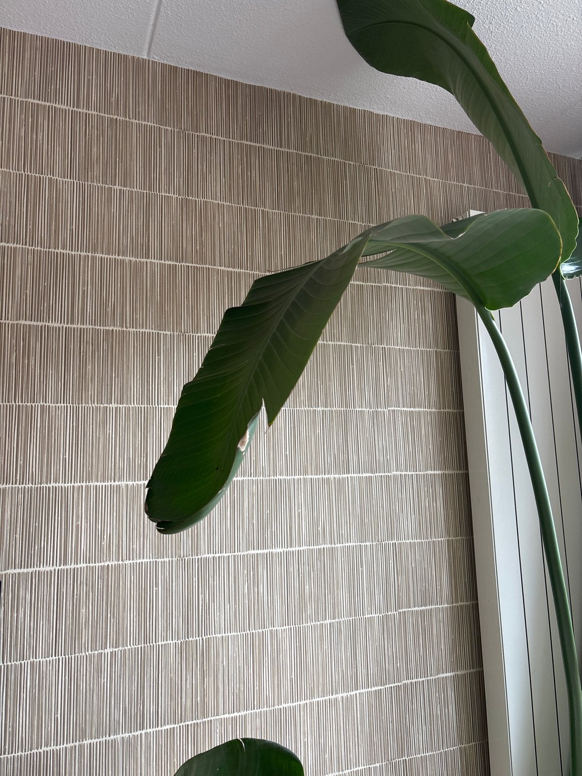 Eijffinger Terra 391513 Behang + behanglijm!, Huis en Inrichting, Stoffering | Behang, Vliesbehang, Beige, Minder dan 5 m², Overige merken