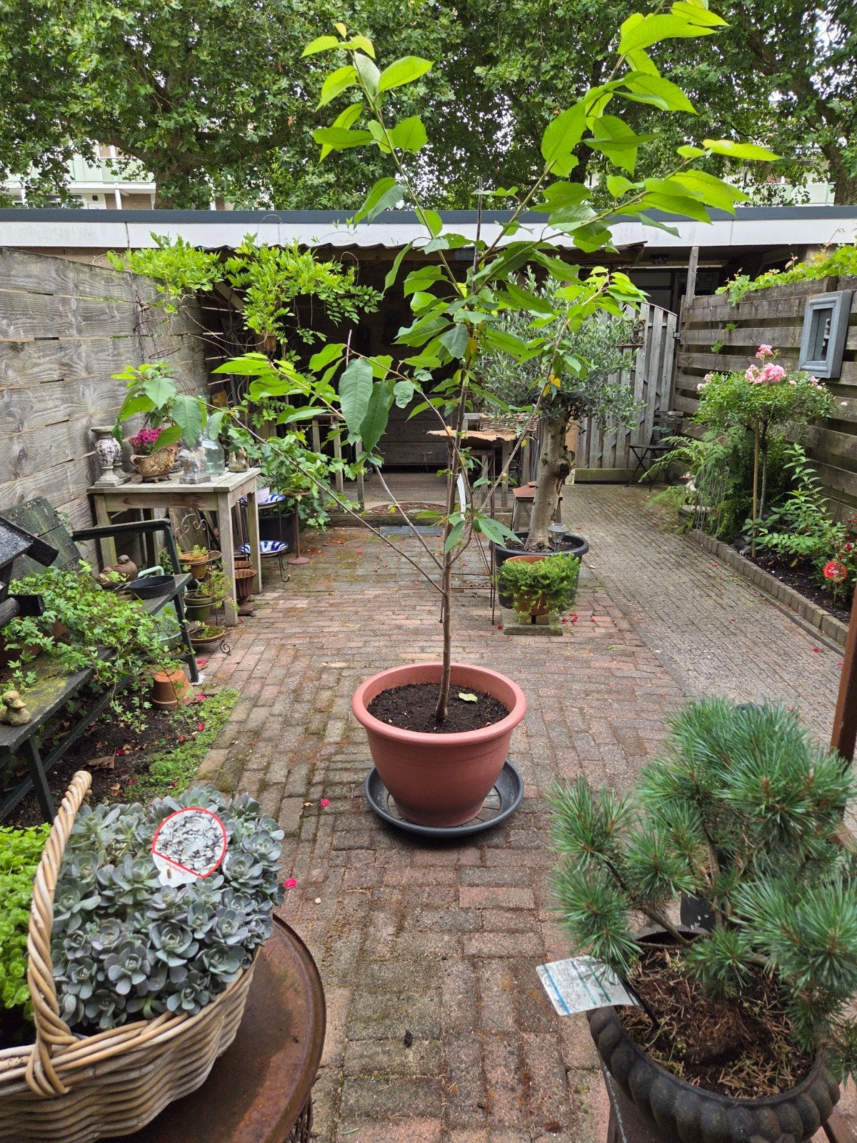 jonge kersenboom., Tuin en Terras, Planten | Bomen, Overige soorten, Minder dan 100 cm, Ophalen, Volle zon