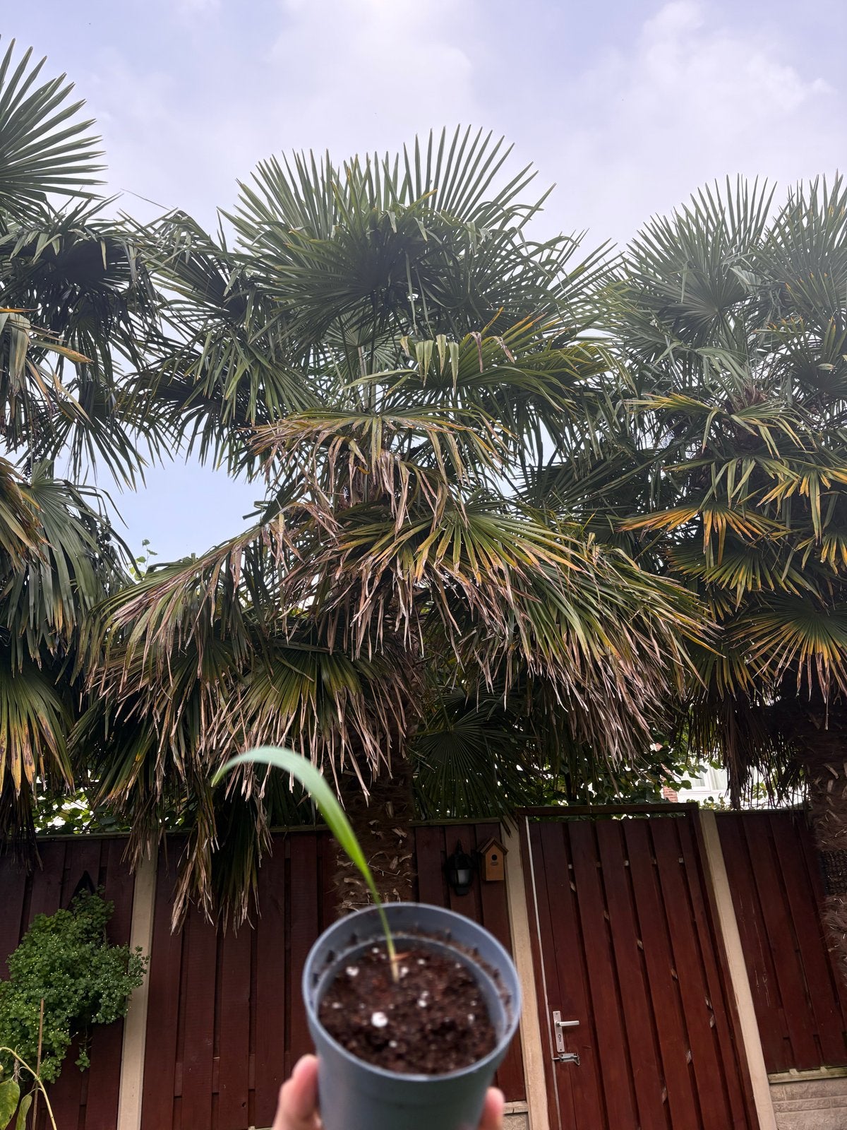 Winterharde palmboom zaailing - Trachycarpus fortunei, Overige soorten, Volle zon, Vaste plant, Ophalen of Verzenden