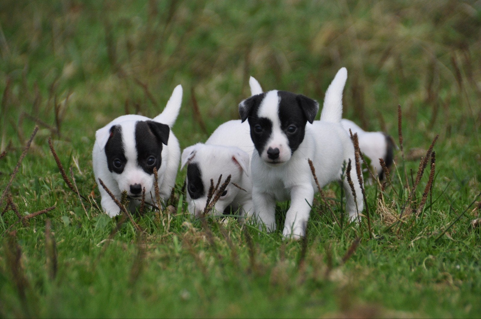Te koop lieve kleine laagbenige Jack Russel pups., Dieren en Toebehoren, Jack Russell Terriër, 8 tot 15 weken, CDV (hondenziekte)