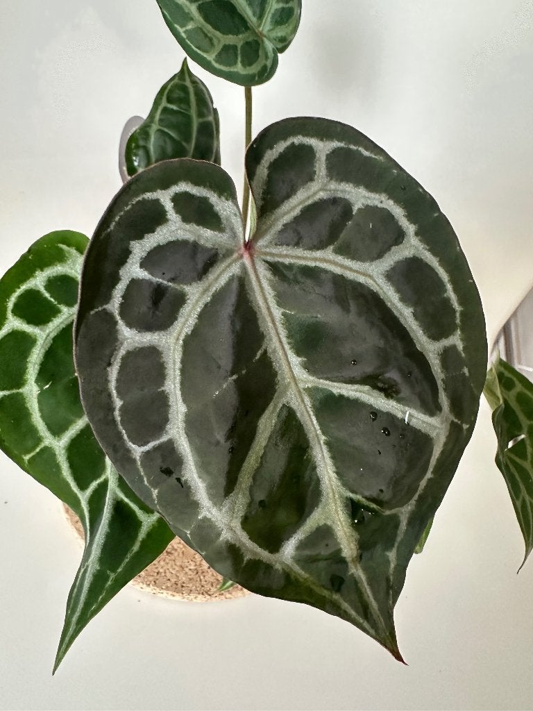 Anthurium, Minder dan 100 cm, Groene kamerplant, Groenteplant, Halfschaduw