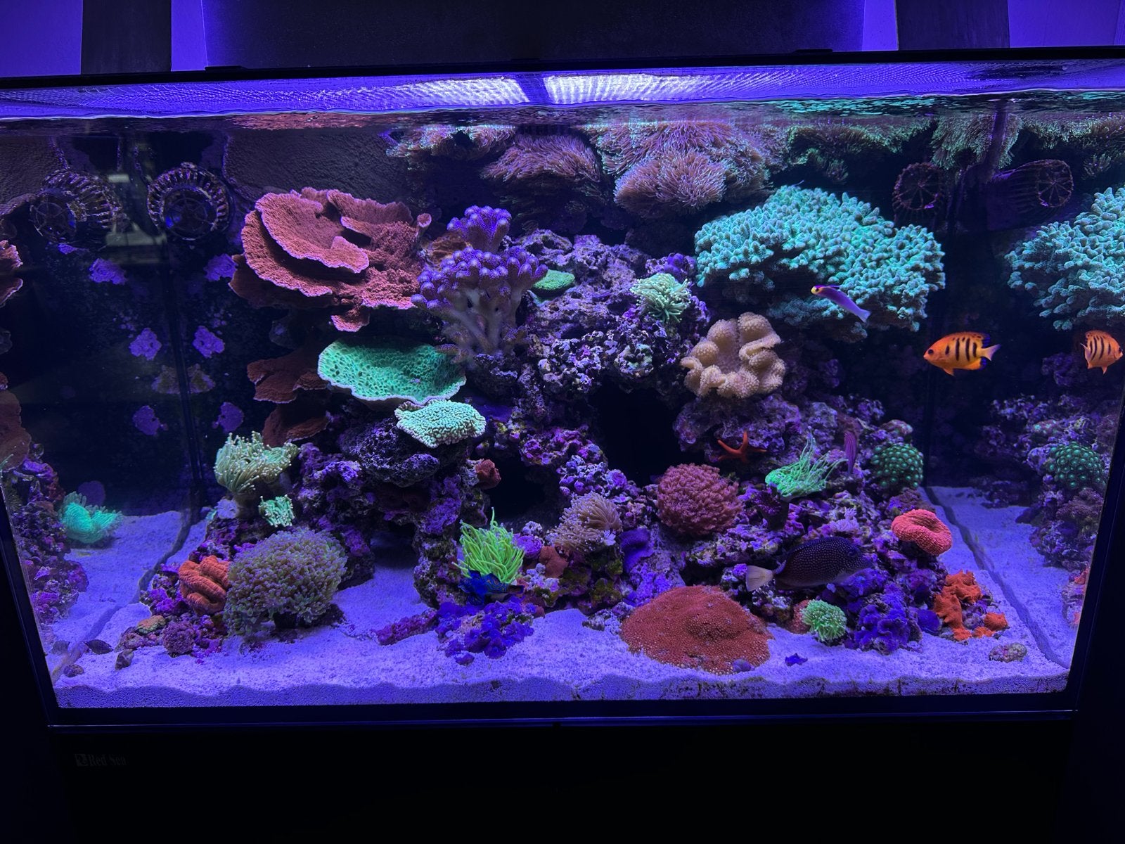 Aquarium Red Sea Reefer 250 leeg, Dieren en Toebehoren, Ophalen, Leeg aquarium
