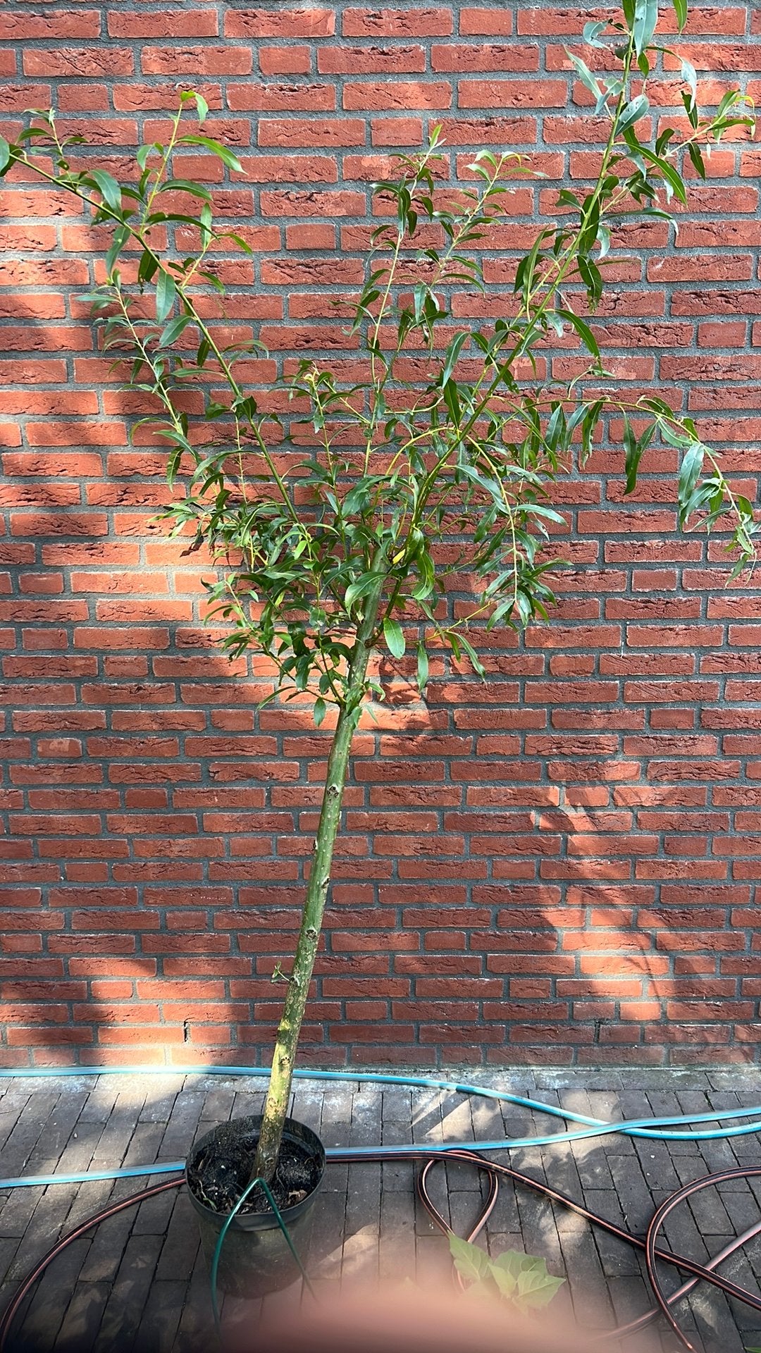 Knotwilgen uitverkoop einde seizoen, Ophalen, Volle zon, Overige soorten, Minder dan 100 cm
