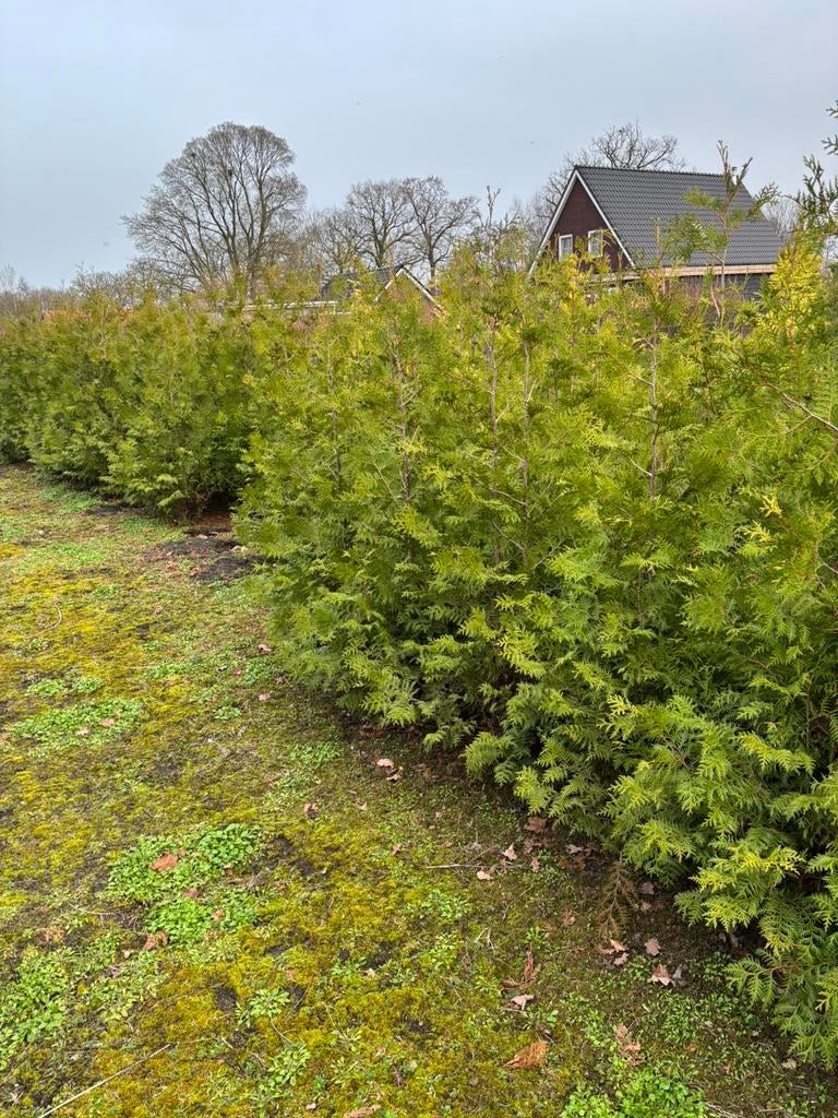 Haag coniferen, Ophalen, Conifeer, 100 tot 250 cm