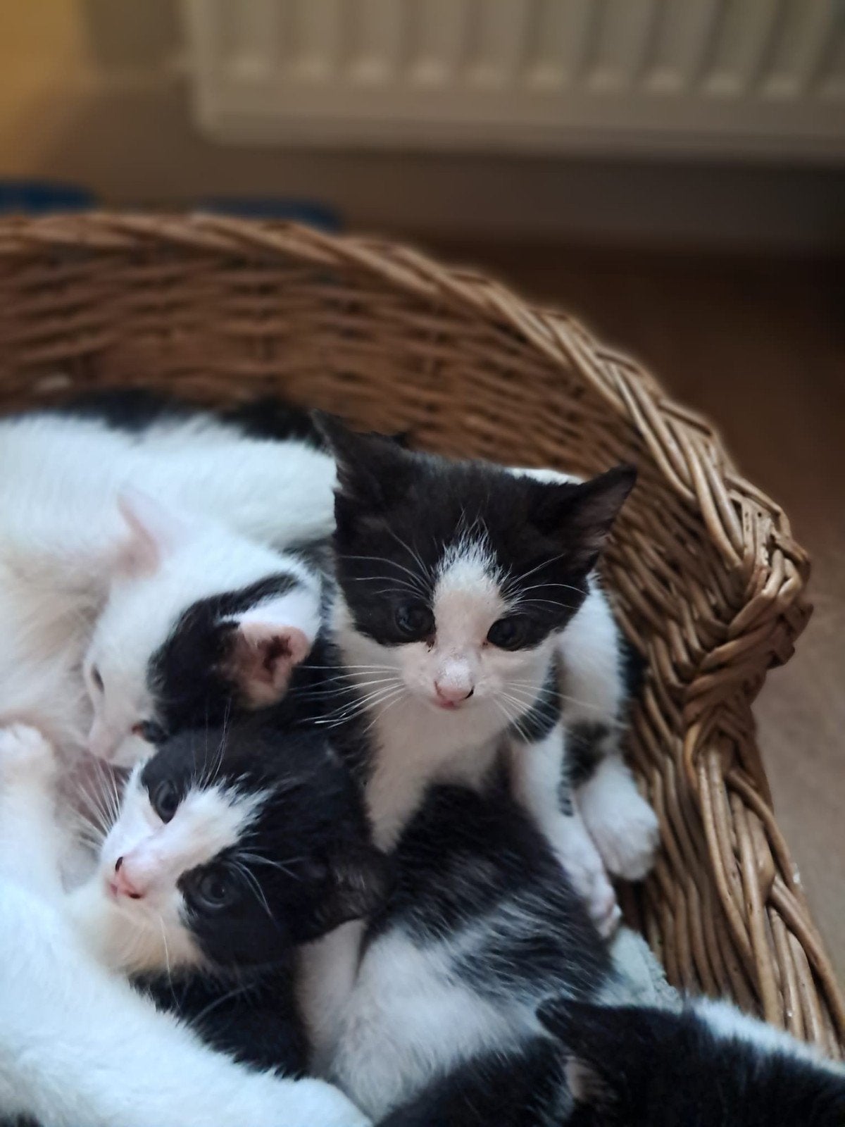 poeslieve boerderijkittens, Meerdere dieren, Ontwormd