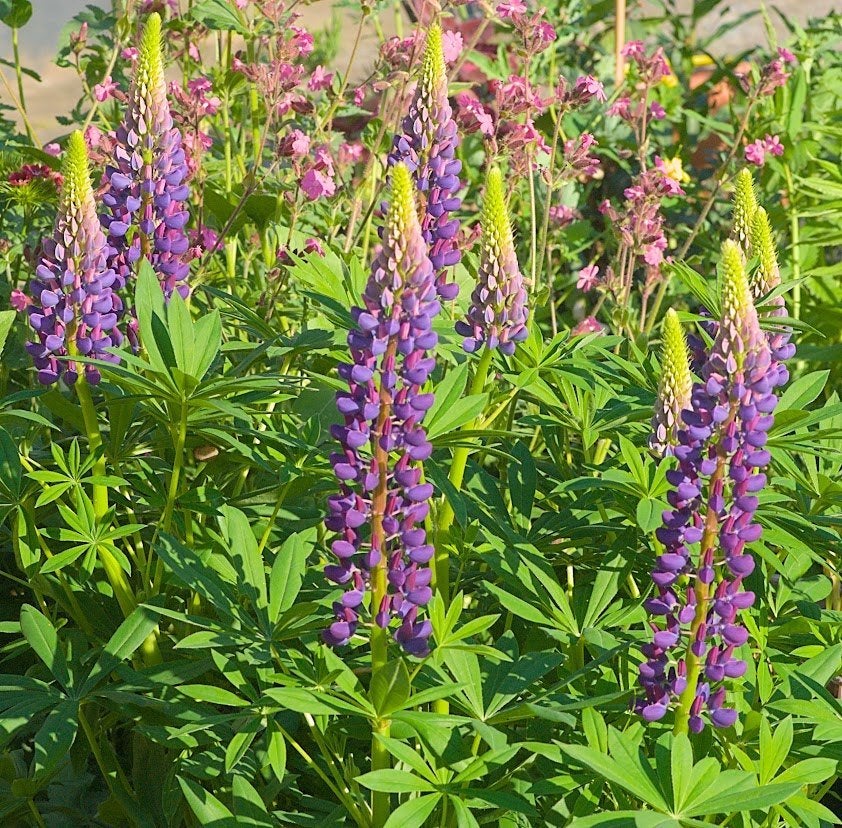 Lupine Paars zaden Lupinus polyphyllus, Ophalen of Verzenden, Voorjaar, Volle zon, Zaad