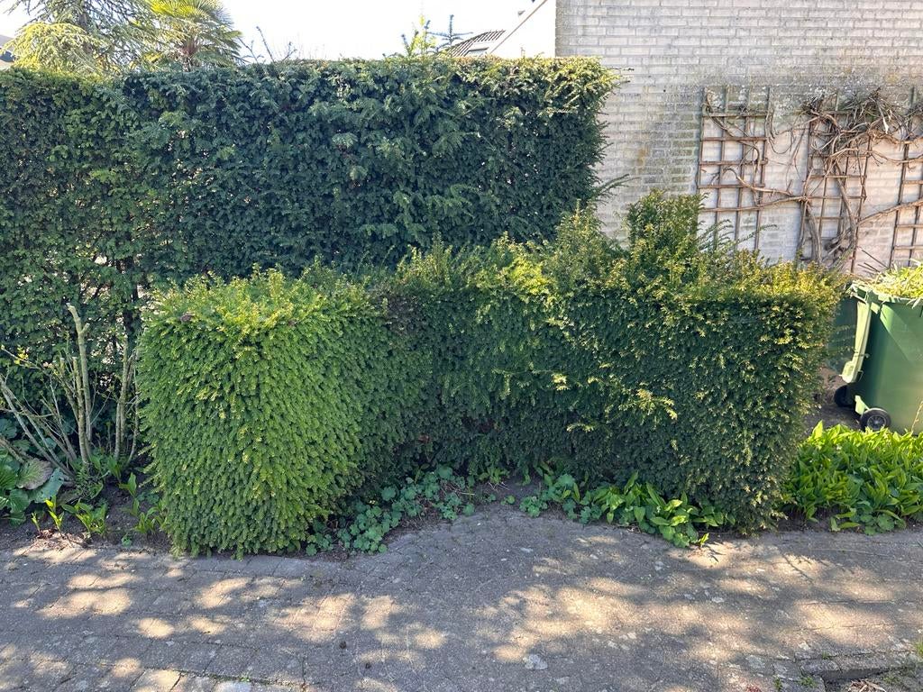 Taxus haag - Groenblijvende en onderhoudsvriendelijke haag, Ophalen, Taxus, Haag, 100 tot 250 cm