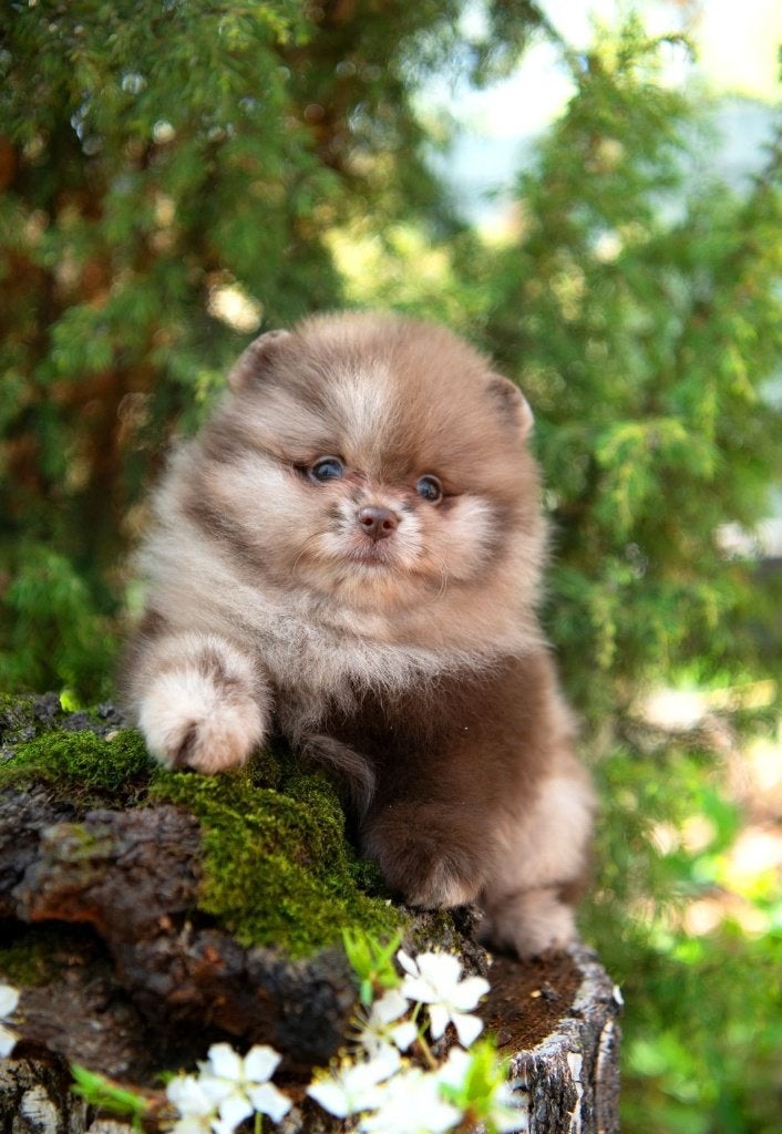 Pomeriaan pup teefje Merle Bear type – te reserveren, Dieren en Toebehoren, Honden | Poolhonden, Keeshonden en Oertypen, Keeshond