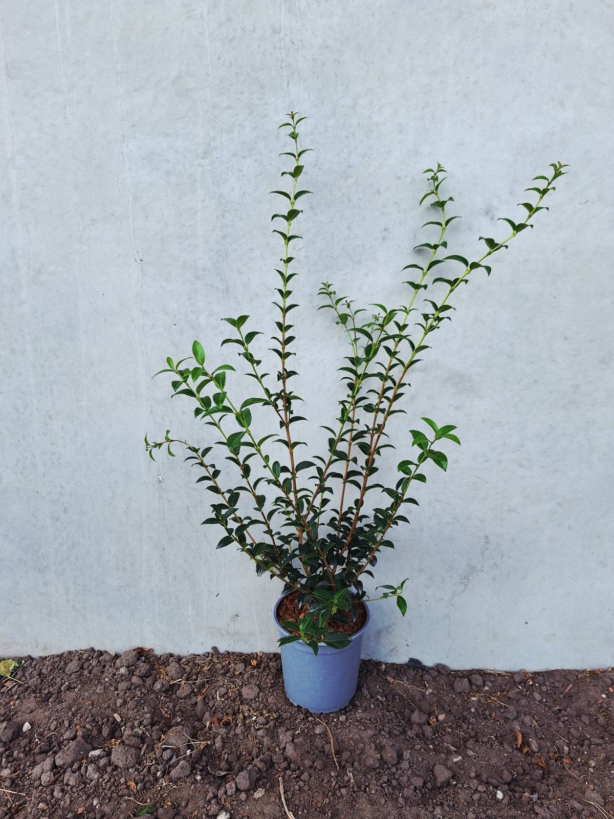 Osmanthus Burkwoodii 🌿 haagplant, Ophalen, Overige soorten