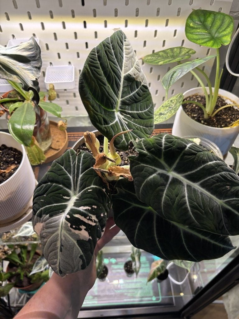 Alocasia Black Velvet knollen, Overige soorten, Minder dan 100 cm, Groene kamerplant, Halfschaduw