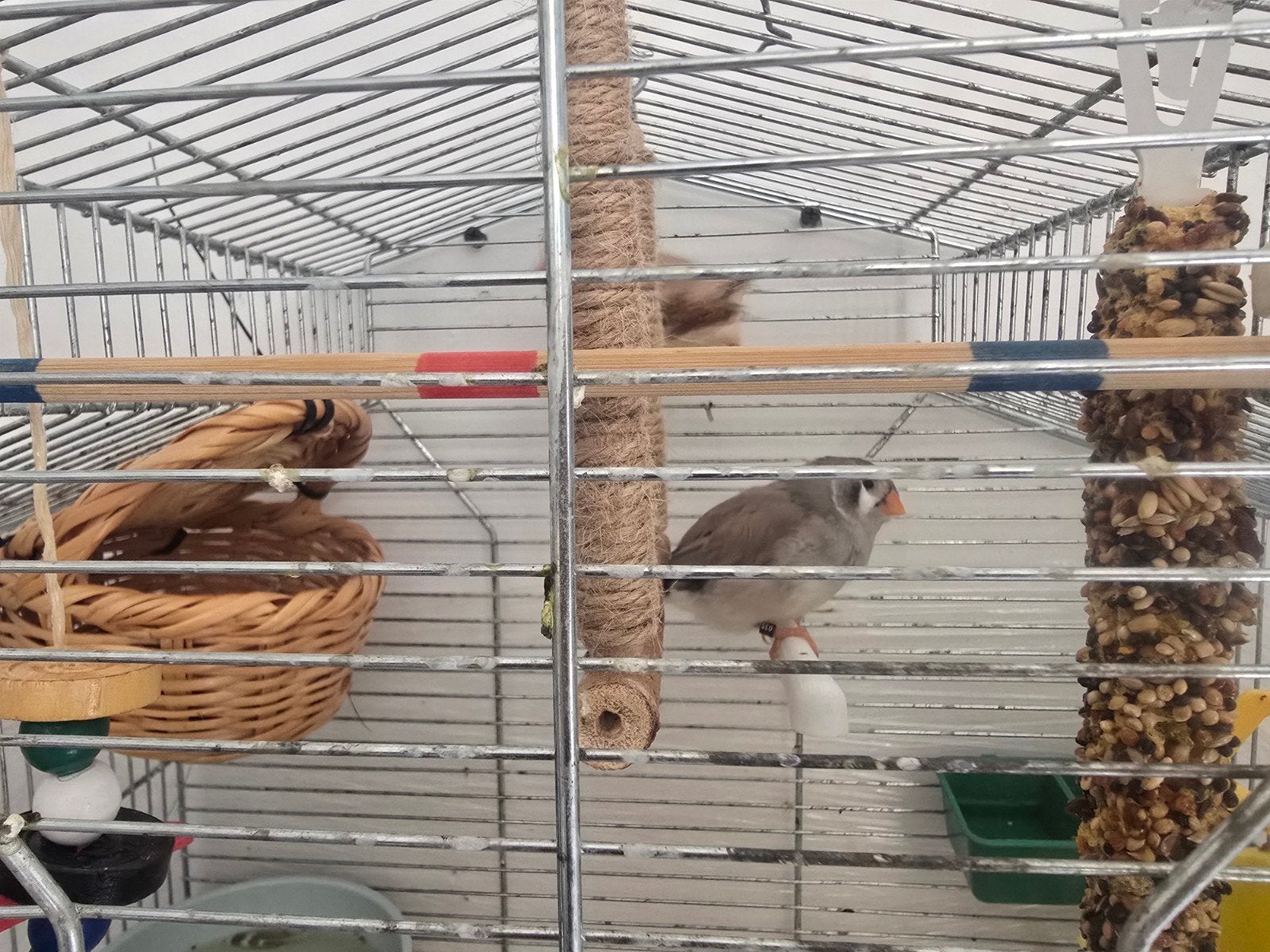 Koppel zepravink 2 keer nest gehad, Dieren en Toebehoren, Meerdere dieren