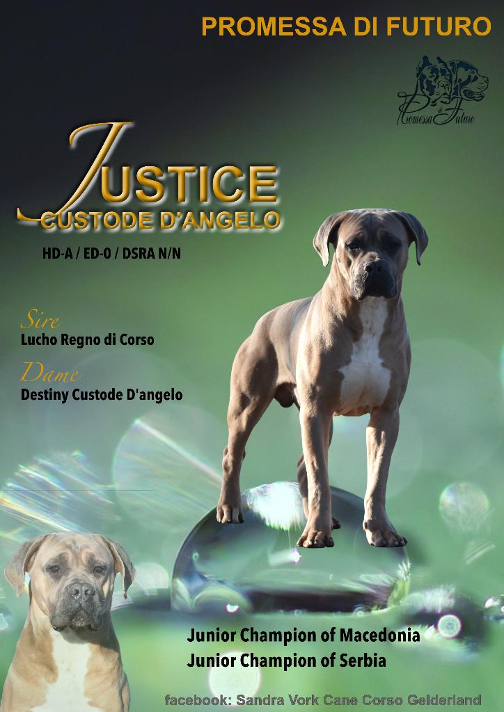 Cane corso dekreu beschikbaar, Dieren en Toebehoren, Nederland, Reu, 1 tot 2 jaar, Parvo