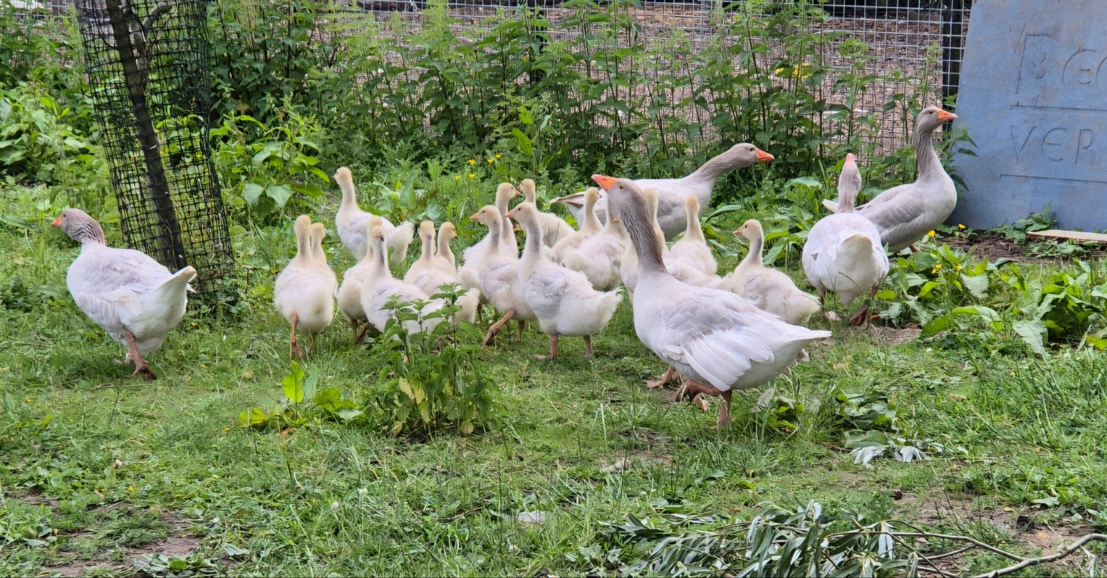 FRANKISCHE LANDGANZEN TE KOOP. Frankische ganzen.  ganzen, Dieren en Toebehoren, Pluimvee, Meerdere dieren, Gans of Zwaan