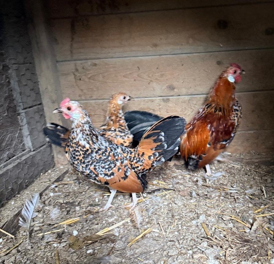 Kippen, Dieren en Toebehoren, Meerdere dieren, Kip