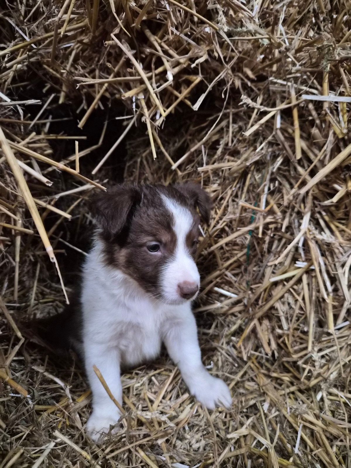 prachtige raszuivere Border Collie pups, 8 tot 15 weken, Collie, Meerdere, Meerdere dieren