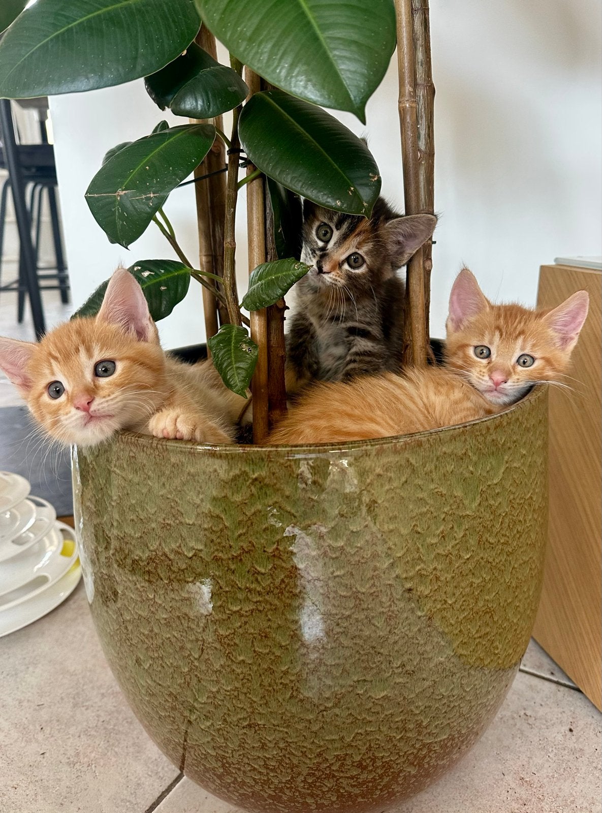 Kittens van maine coon moeder, Dieren en Toebehoren, Katten en Kittens | Raskatten | Langhaar, Meerdere dieren, Ontwormd