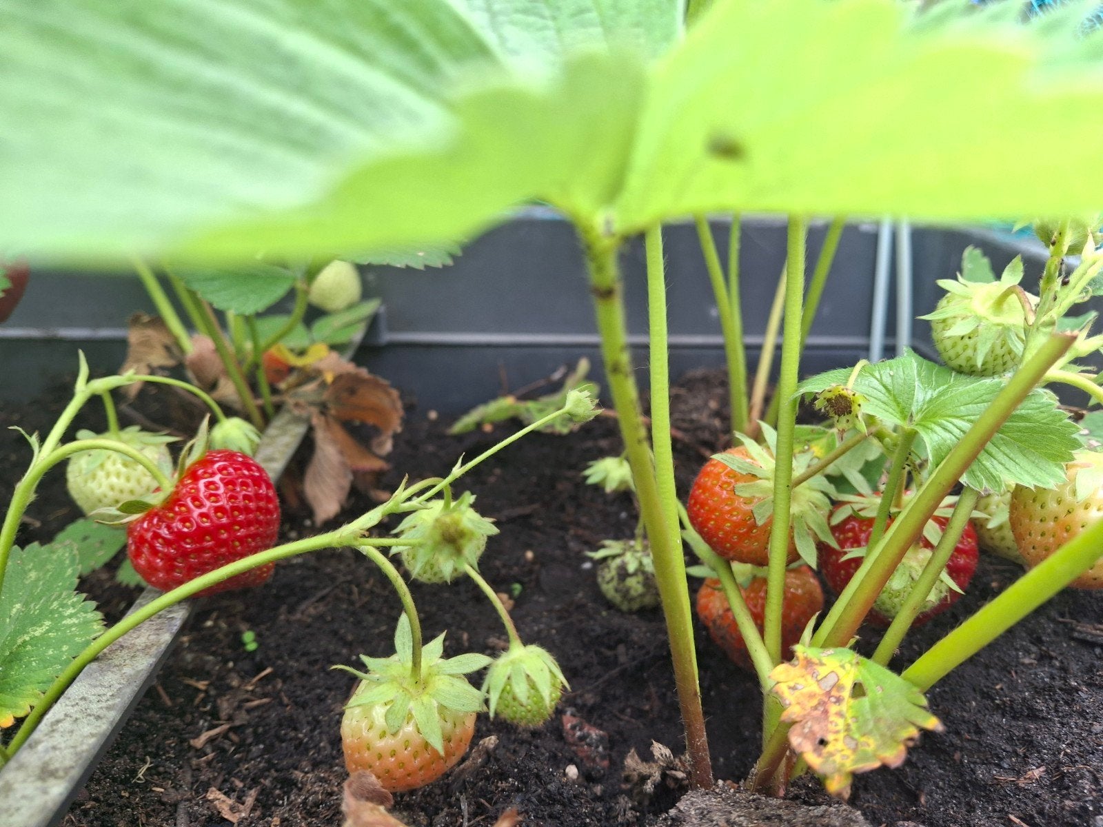 Aardbeienplanten E1,25, p/s, 10 stuks voor E12,00, Tuin en Terras, Ophalen of Verzenden, Eenjarig, Groenteplanten, Volle zon