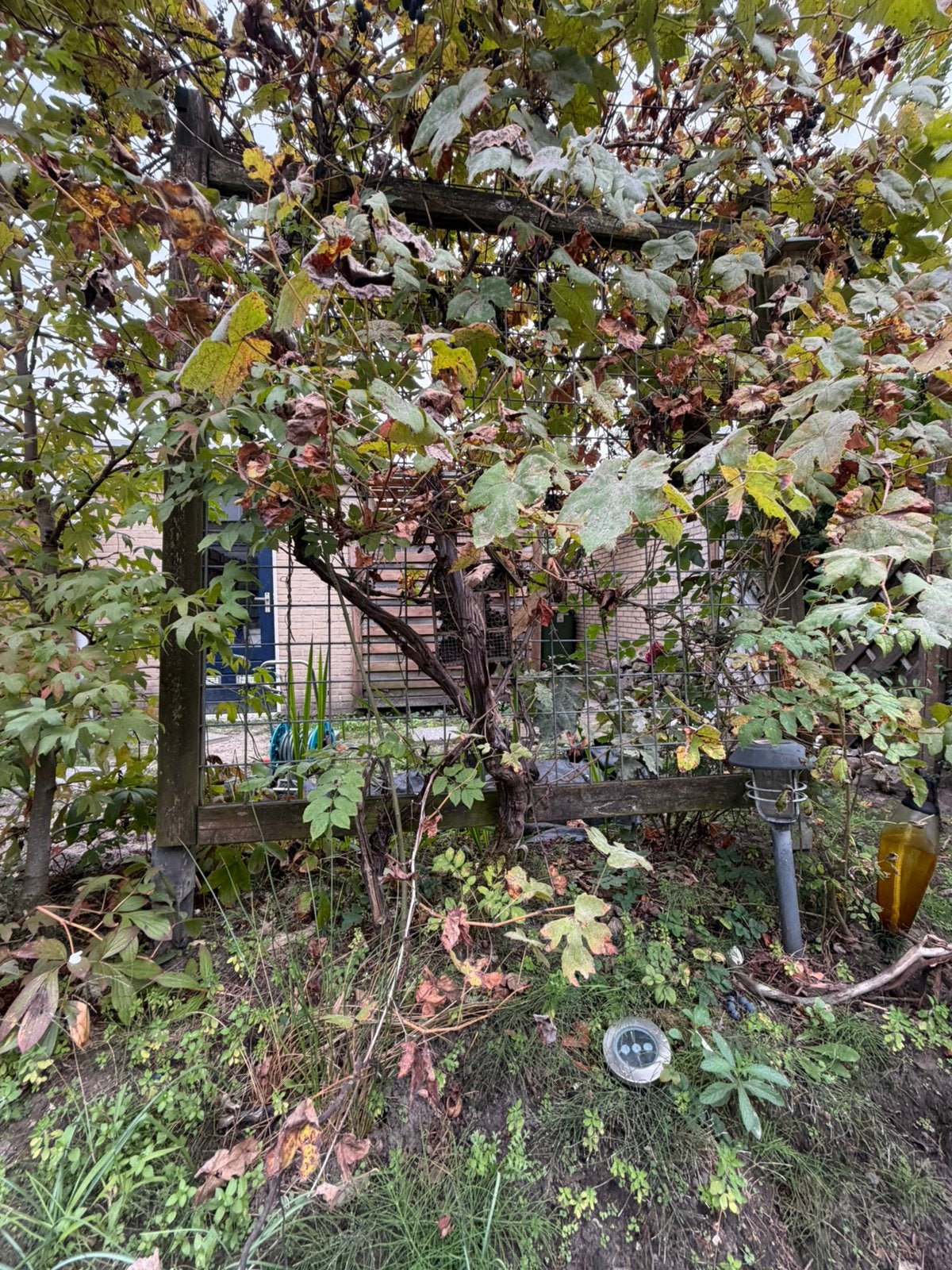 Druivenstruik, Tuin en Terras, Ophalen, Halfschaduw, Overige soorten, 100 tot 250 cm