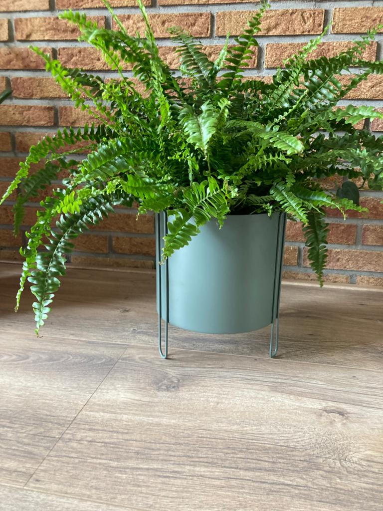 Varen inclusief pot, Huis en Inrichting, Kamerplanten, Ophalen of Verzenden, Halfschaduw, Minder dan 100 cm