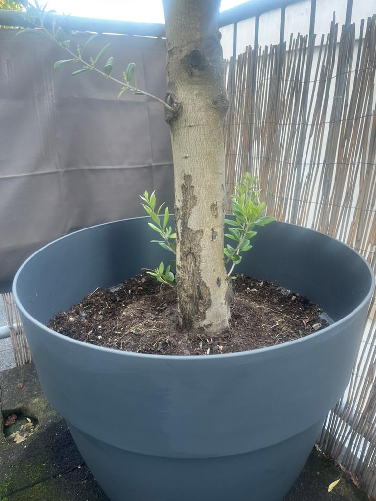Grote plantenpot 67 cm diameter Elho, Ophalen, Kunststof, Minder dan 30 cm, Rond