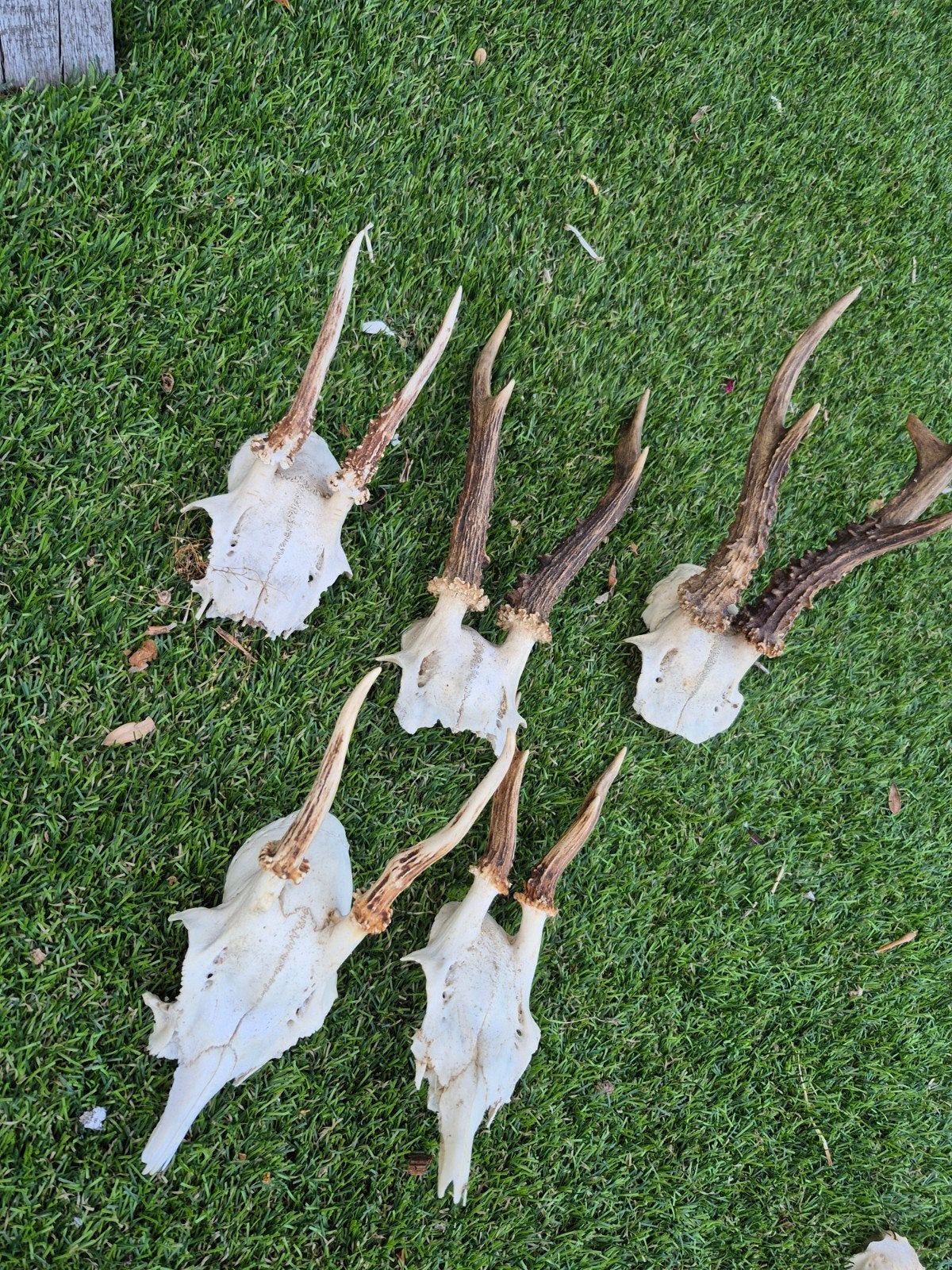 Reegeweitjes set 5 stuks, Ophalen of Verzenden, Paard, Beeldje of Figuurtje