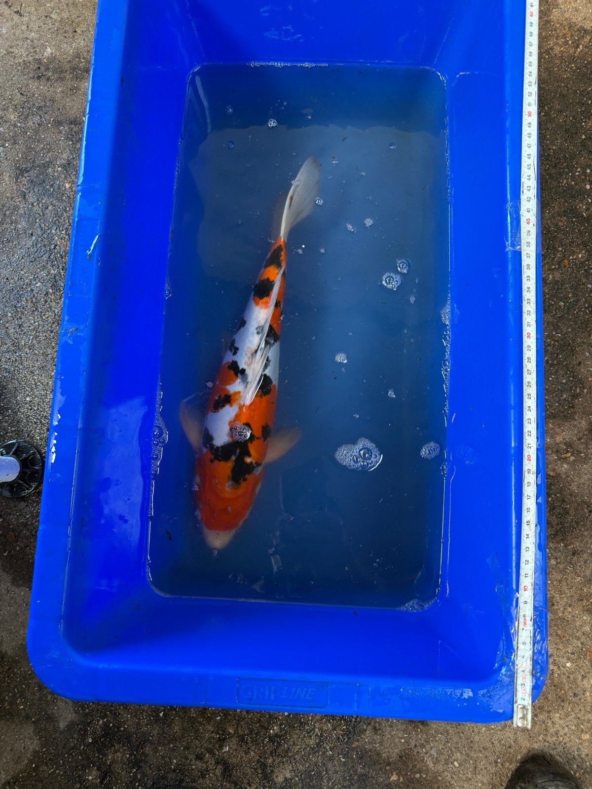 Koikarpers, Karper of Koi