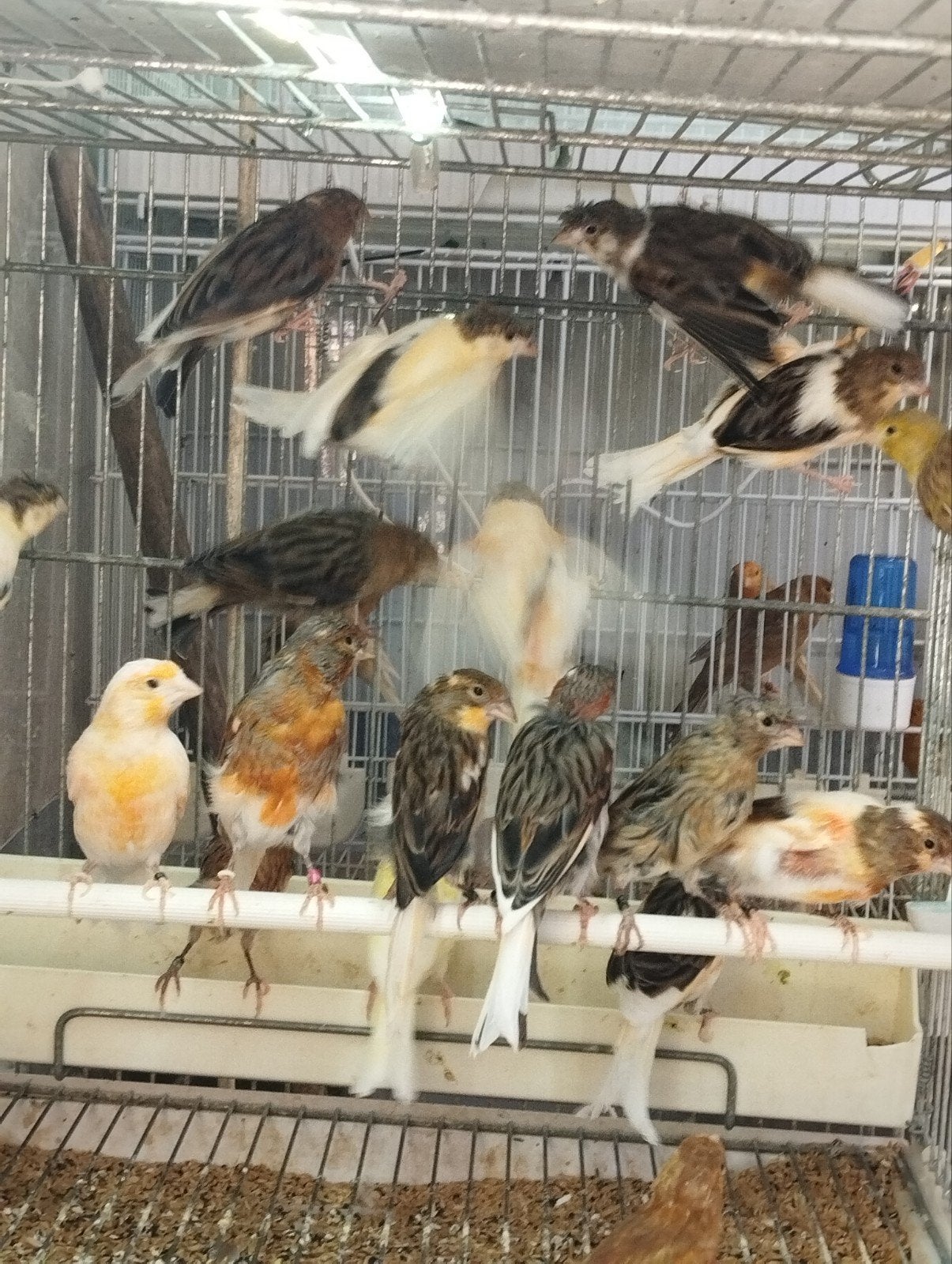 mooie harlekijn kanaries 2026., Dieren en Toebehoren, Vogels | Kanaries, Meerdere dieren, Kleurkanarie
